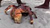 giant coconut crab.jpg