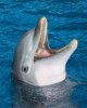 animals-dolphin-slide2-web.jpg