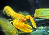 yellow lobster.jpg
