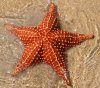 beautiful-starfish-wallpaper-1.jpg
