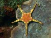 Icon-Starfish-.jpg